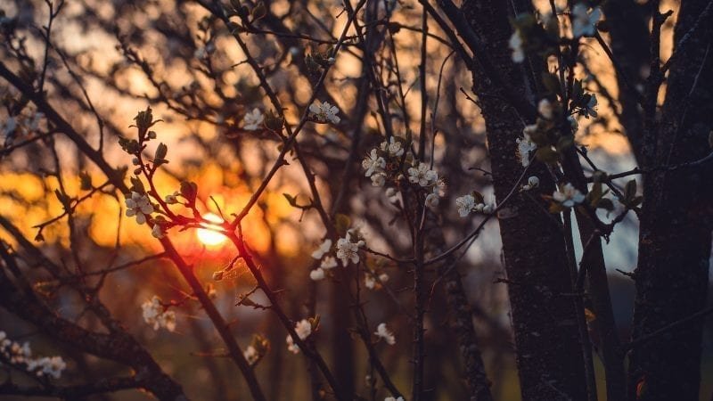 shallow focus photography of white flowers